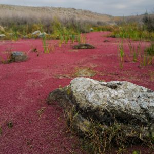 Israelis visit a very rare invasive Azolla plant floating as a red carpet on the El-Al stream near the village of Hispin, Central Golan Heights on January 6, 2022. Photo by Michael Giladi/Flash90 *** Local Caption *** ???
?????
?????
???????
???????
????
??? 
?? ??
????? ??????